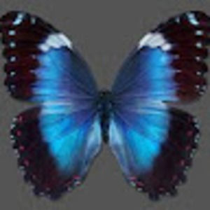 Meet your Posher, Tessa